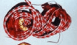 Cord Cord
