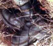 The Doe Network: Case File 1204UMTX 